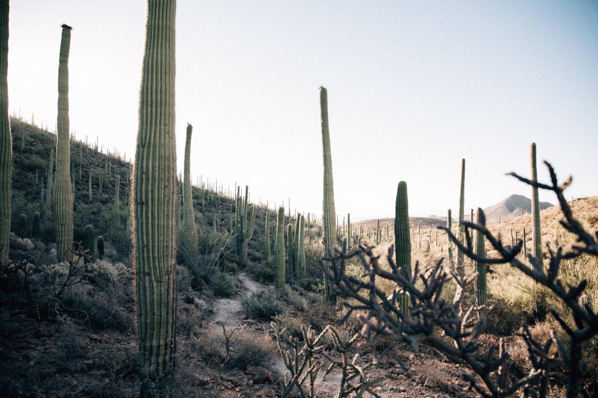 Jw Marriott Tucson Starr Pass Resort Экстерьер фото