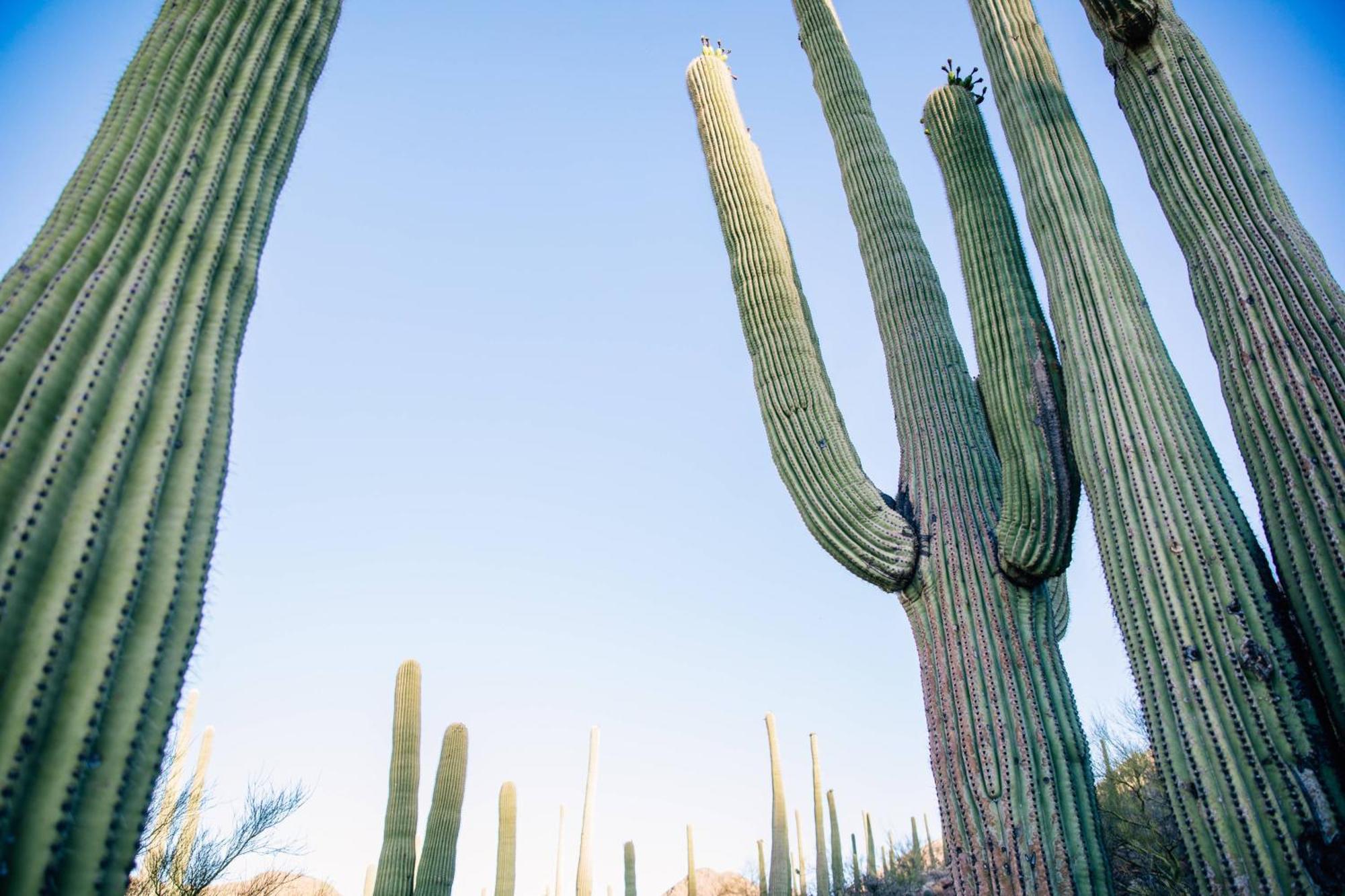 Jw Marriott Tucson Starr Pass Resort Экстерьер фото